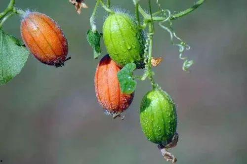 外国大妈吃酸王瓜视频,酸爽体验引网友热议