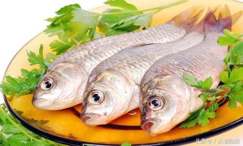 吃鱼吃鸡吃肉吃瓜视频大全,吃鱼吃鸡吃肉吃瓜，趣味视频大盘点