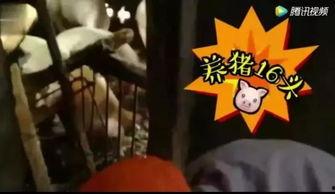 捡瓜吃视频,跟随视频一起体验捡瓜吃乐趣