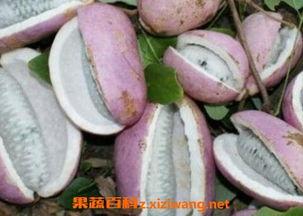 日本人吃八月瓜视频播放,八月瓜的独特风味之旅