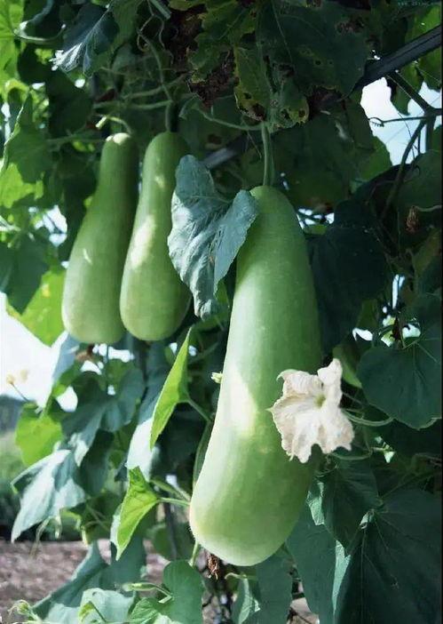 幼儿园吃蒲瓜视频教程大全,趣味烹饪，快乐成长