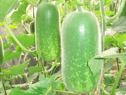 北方人吃土瓜好吗视频,一场味蕾的奇妙之旅